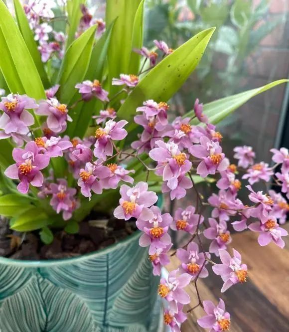 文心兰冬季盛开,开花超漂亮,比兰花好养,花期长达3个月_腾讯新闻