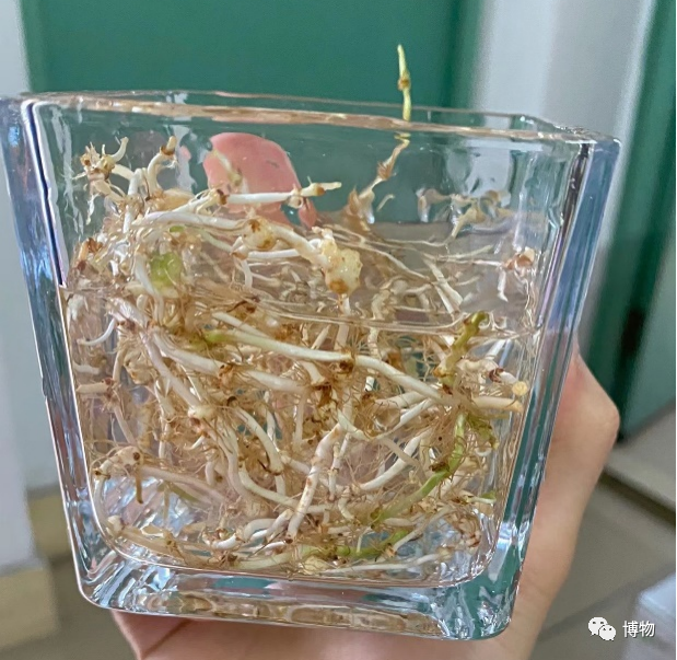 没想到,本植物杀手养活了"折耳根"!_腾讯新闻