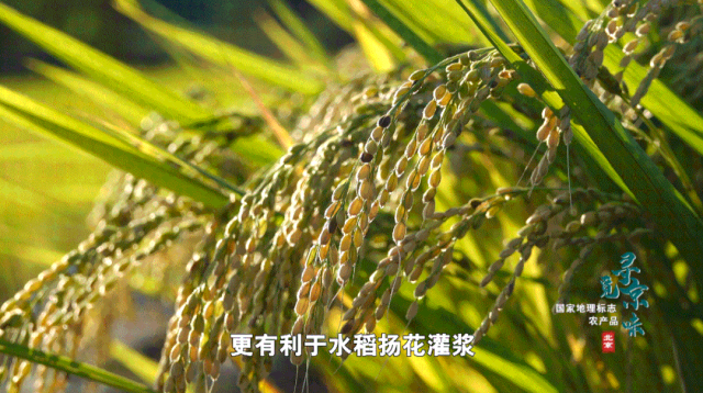 有三百年历史的“江南贡米”——海淀京西稻新人教版电子课本下载