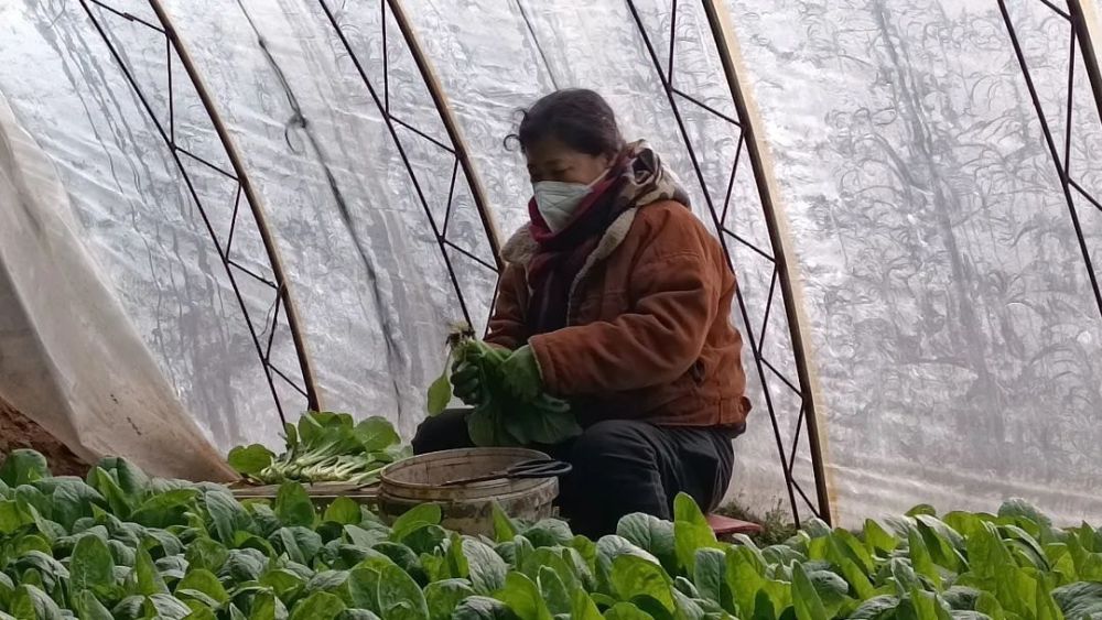 賣錢了熊官屯村大棚小菜集中上市