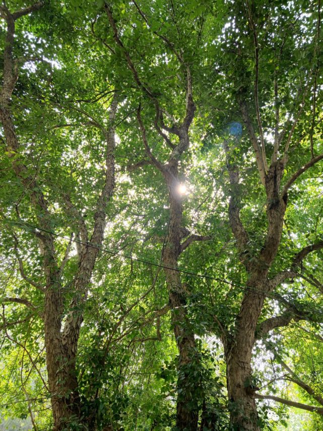 云梦:柞木树,难得一见