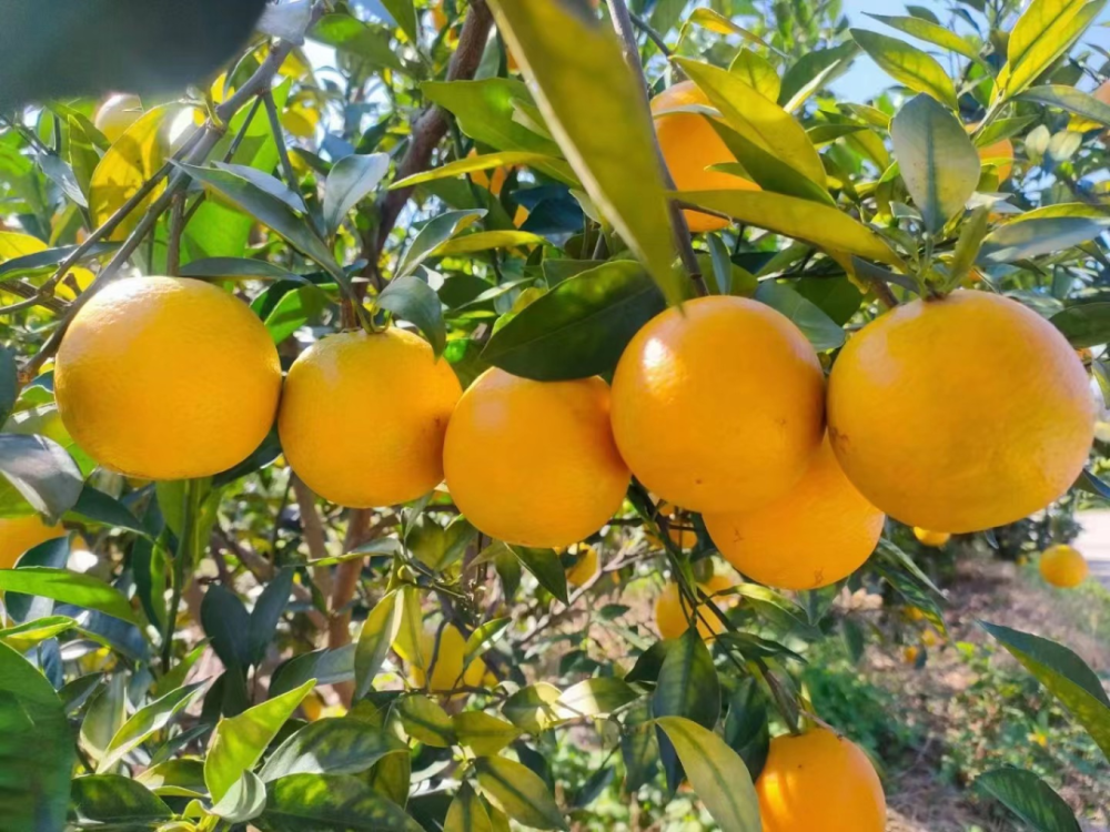 廉江红橙亮相纽约时代广场,向世界展示"橙乡"风采!_腾讯新闻