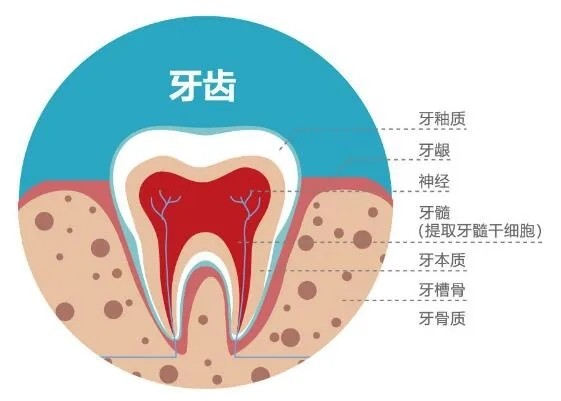 是光滑堅硬,乳白色的牙釉質,牙釉質裡面是顏色泛黃,硬度較低的牙本質