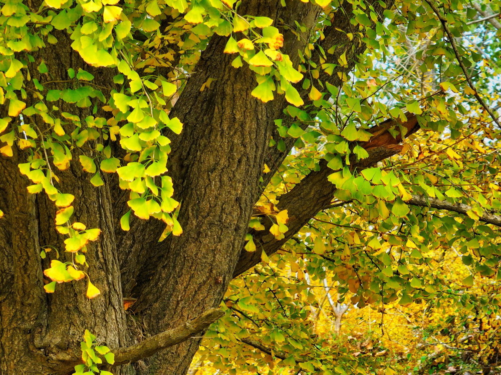 秋旅泰兴中国银杏第一镇