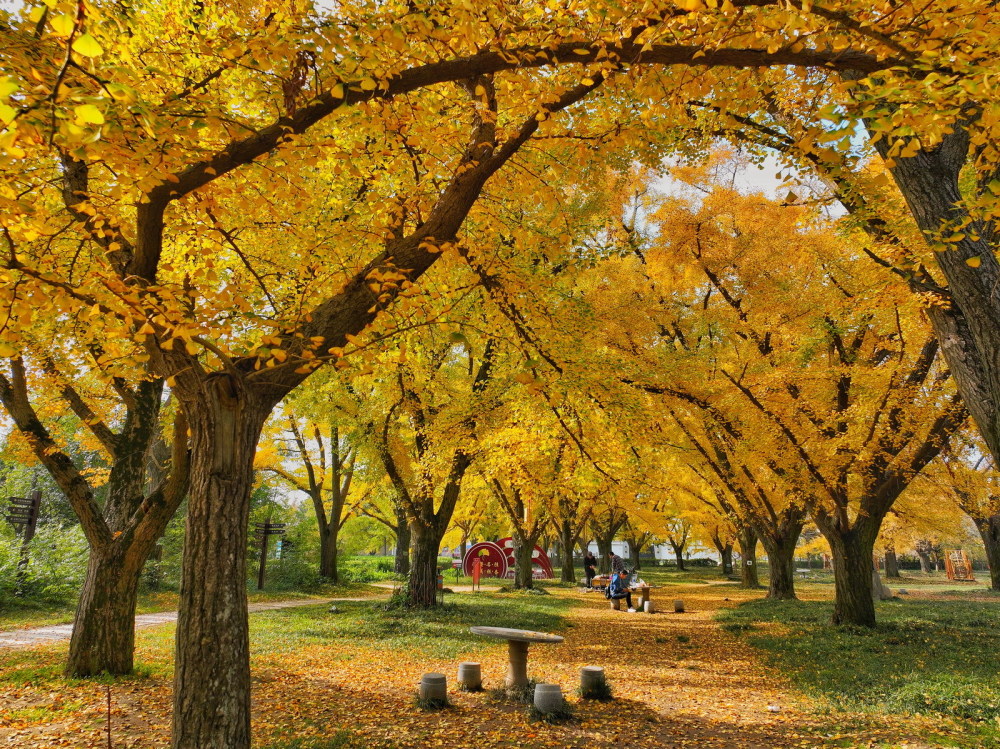 秋旅泰兴"中国银杏第一镇"_腾讯新闻