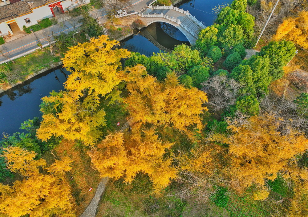秋旅泰兴"中国银杏第一镇"_腾讯新闻