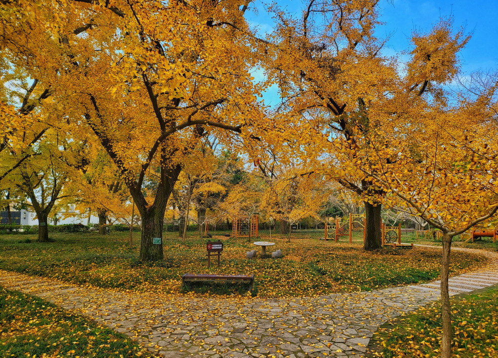 秋旅泰兴中国银杏第一镇