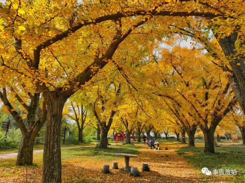 泰兴古银杏群落景色独特金色片地