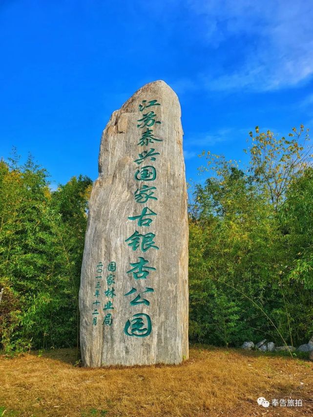 泰兴古银杏群落景色独特 金色片地