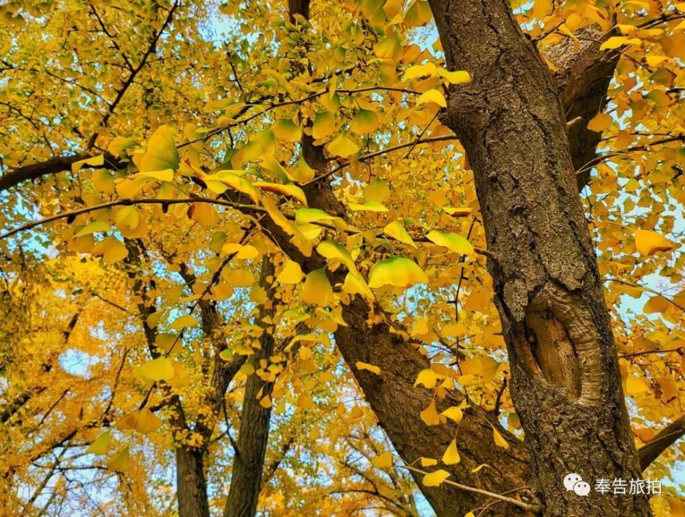 泰兴古银杏群落景色独特金色片地