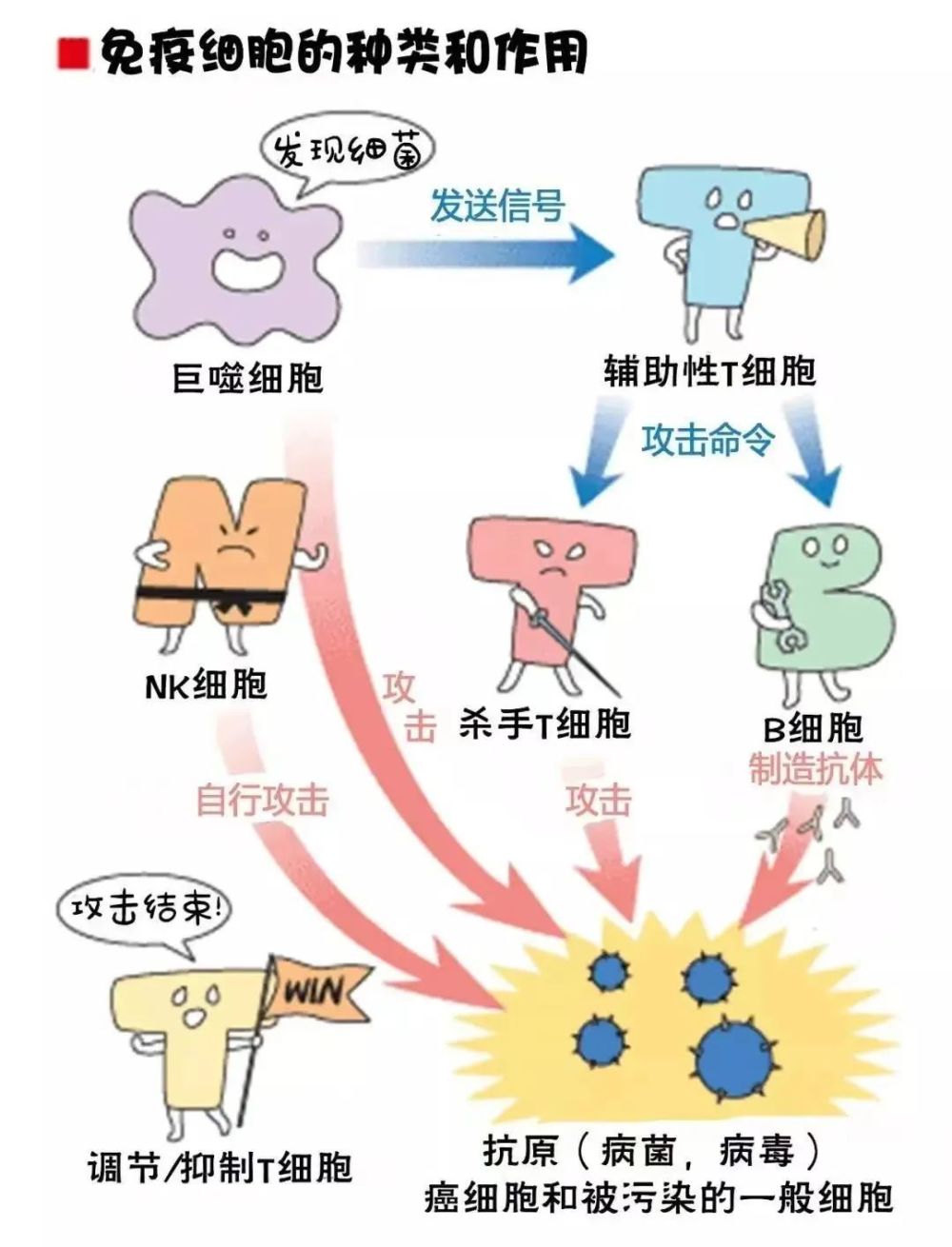 當免疫系統正常運作的時候,由正常細胞突變而來的癌細胞是能夠被清除