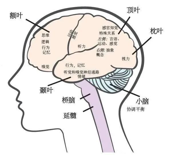 由左,右大脑半球借助胼胝体相连,每个半球又分为额叶,颞叶,顶叶及枕叶