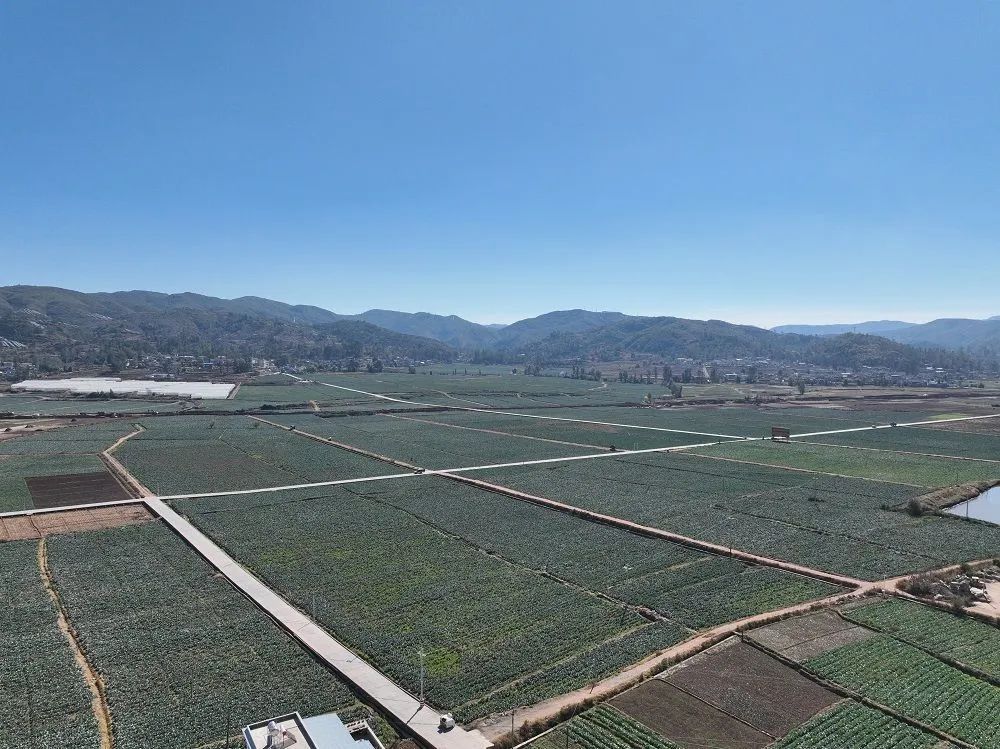 在弥兴镇有机菠菜种植基地里,农民们正忙着帮公司采收菠菜.