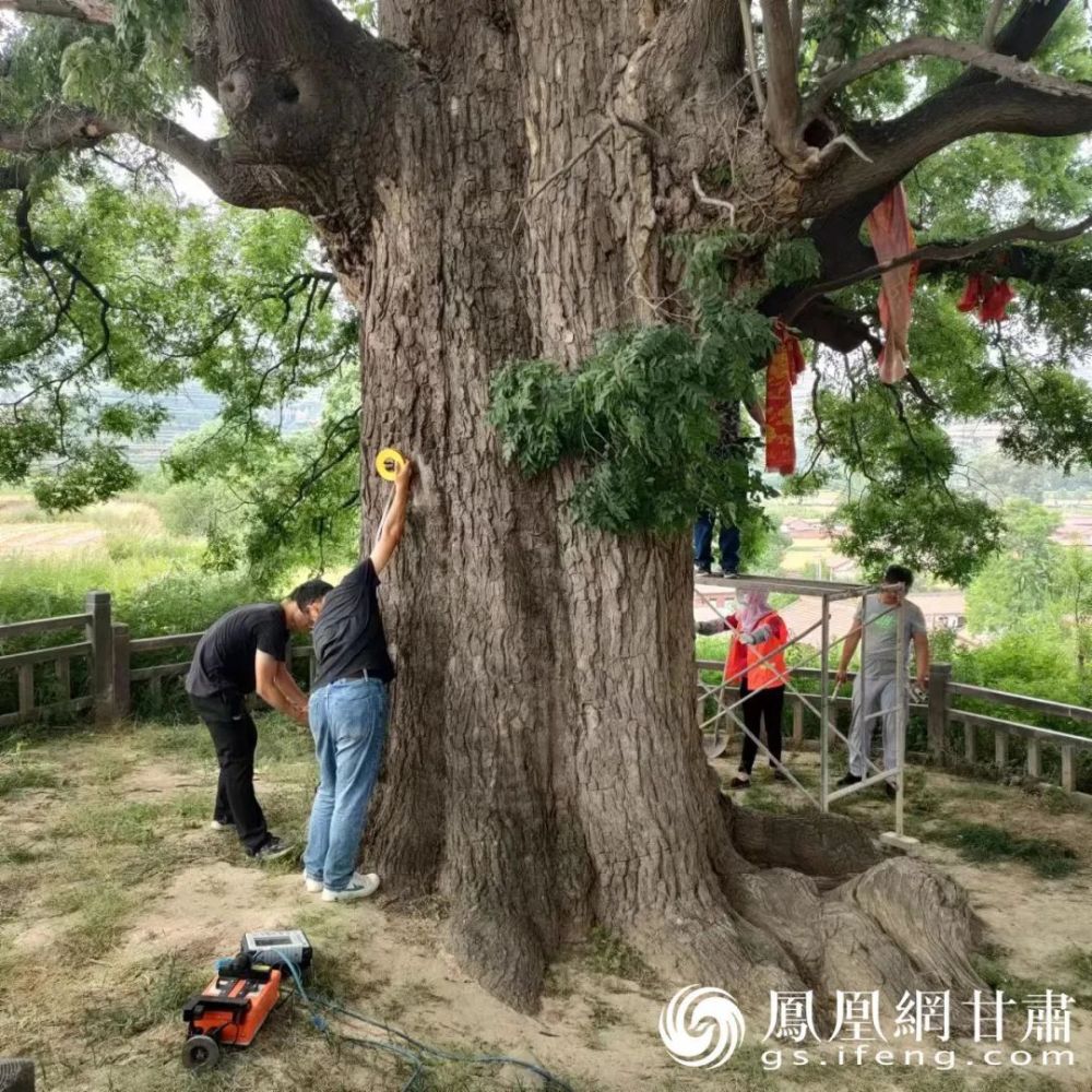 【中省媒体看平凉】呵护3200岁古槐王 甘肃崇信为222棵古树"建档立卡"