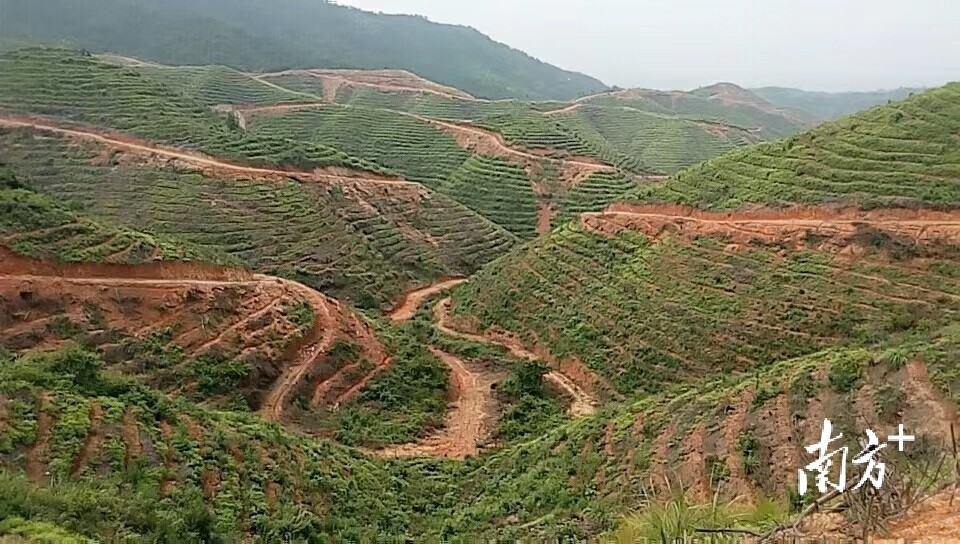 和平大力推进三个六产业建设油茶种植面积逾30万亩小特产成长为大产业