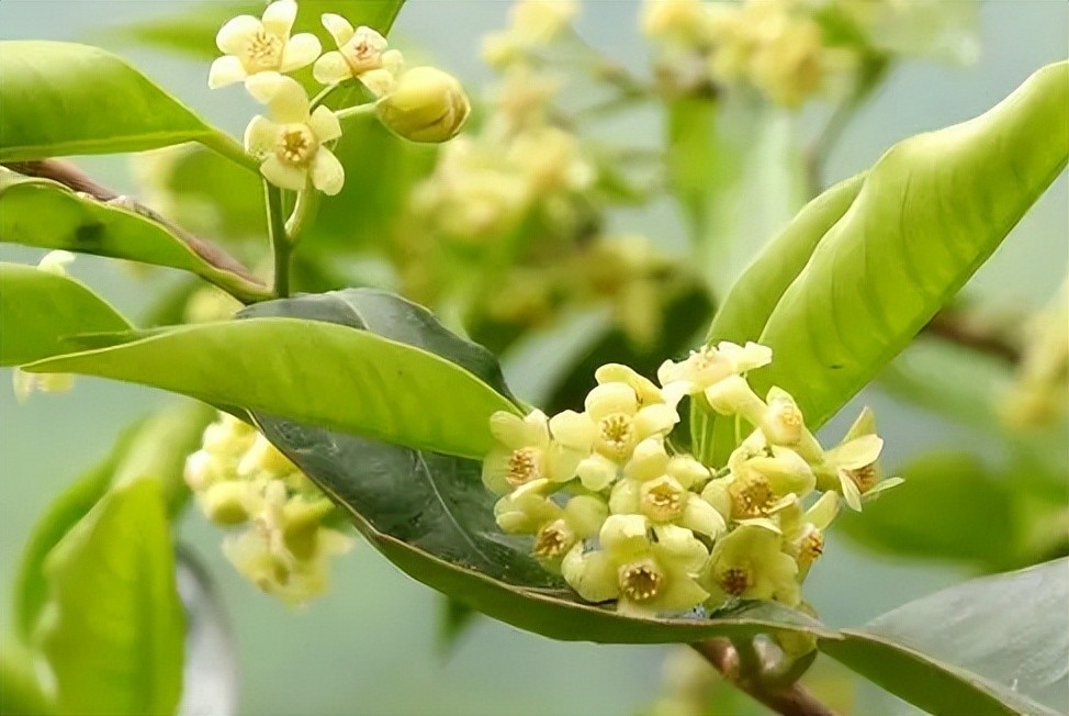 莞香树4月中旬开花,7月结果,一年只结一次.