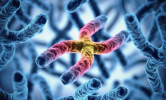 Y染色体正在慢慢消失：一种新的性基因可能是人类的未来