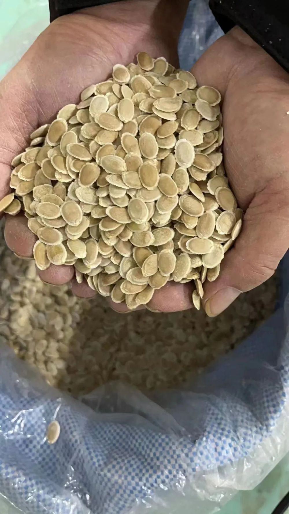 刷个大火箭白关丝瓜种子搭乘神舟十五号飞天