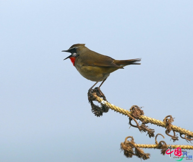 歌鸲黑颈鹤黑鹳高山兀鹫鹗戴胜大天鹅大白鹭草原雕苍鹭白腰雪雀白尾海
