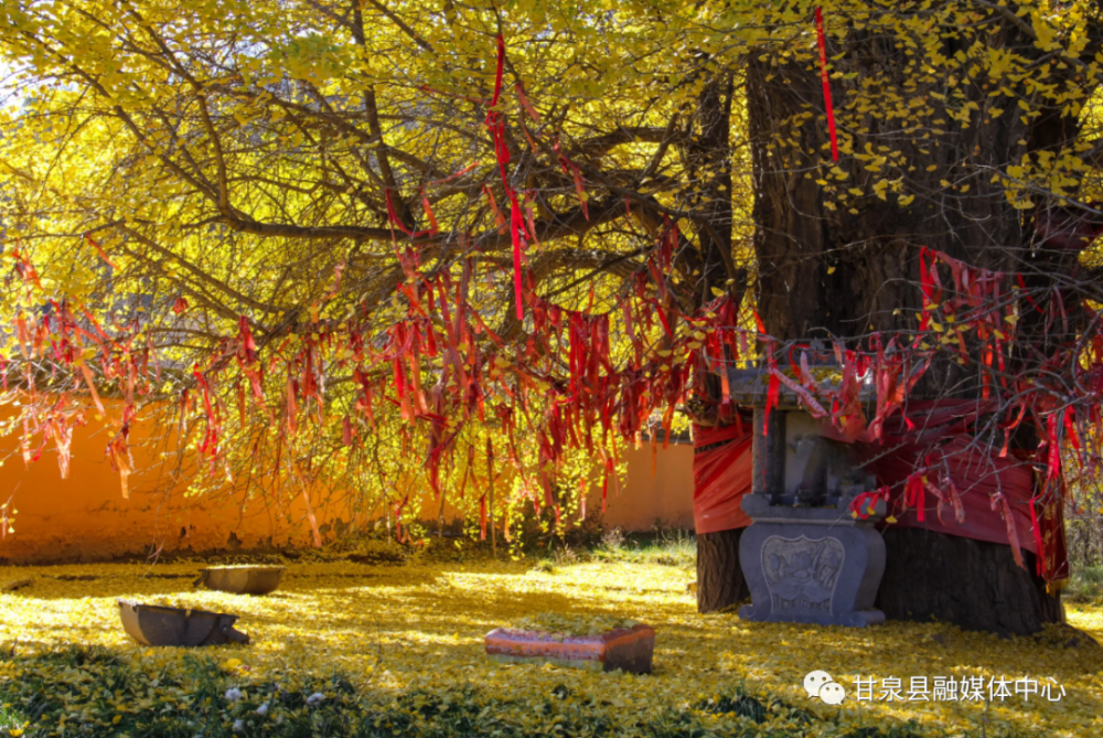 甘泉美文斋第317期印子山银杏园里的那棵树