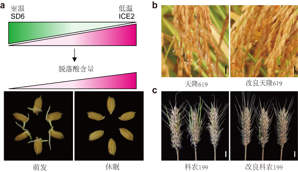 新华全媒科学家找到调控水稻小麦穗发芽的开关