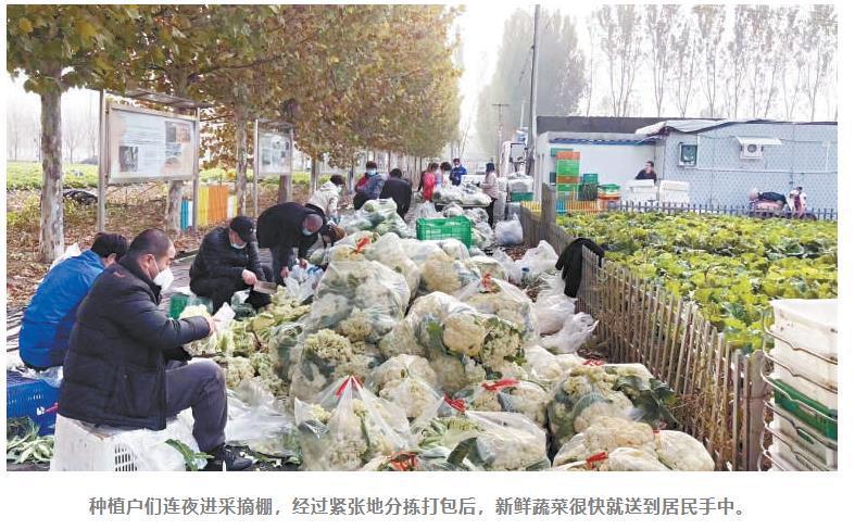 北京本地自产蔬菜兜底保障首都“菜篮子”重庆荷马画室哪个老师好
