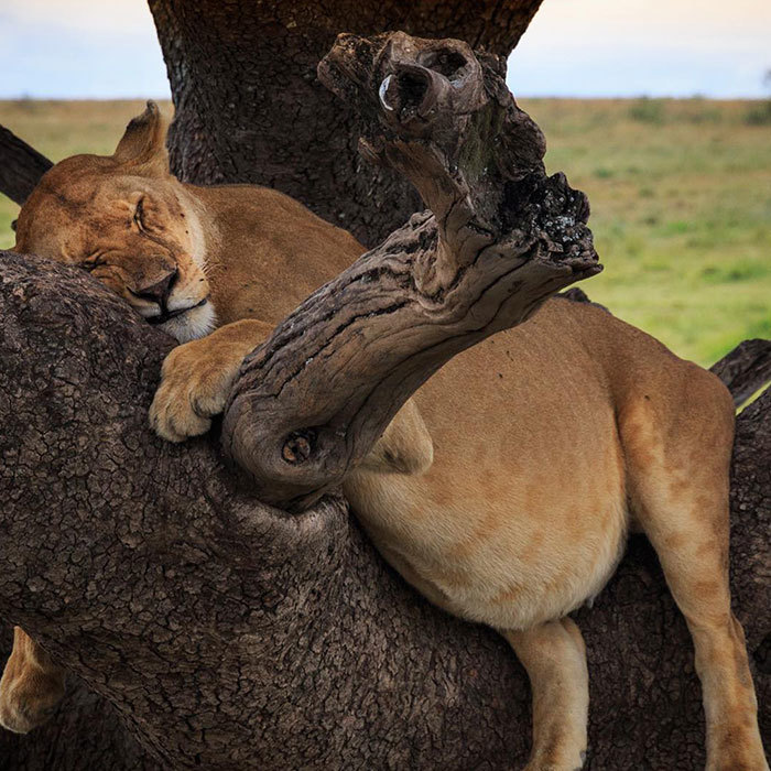 怀孕太累了,母狮也需要小憩一下.豚鼠怀孕后,快要成球体了.