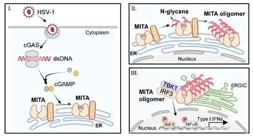 PLoS Pathogens｜病毒国重刘昱研究组揭示DDOST促进抗病毒免疫信号分子MITA寡聚化活化的作用机制_腾讯新闻