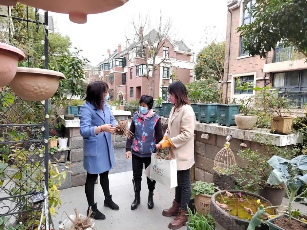 曹雪芬家庭芍药花苗走进寻常百姓家"种下一株花 芬