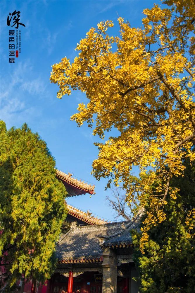 感受岱庙沧桑 遇见最美银杏_腾讯新闻
