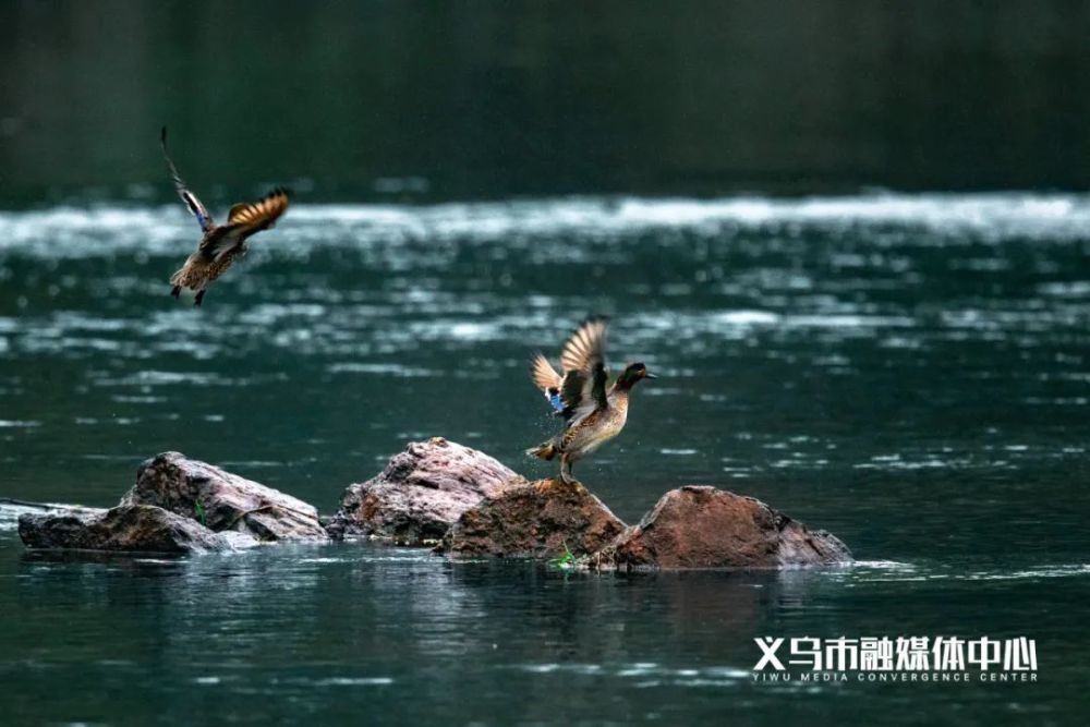 ta们来了就在义乌南江