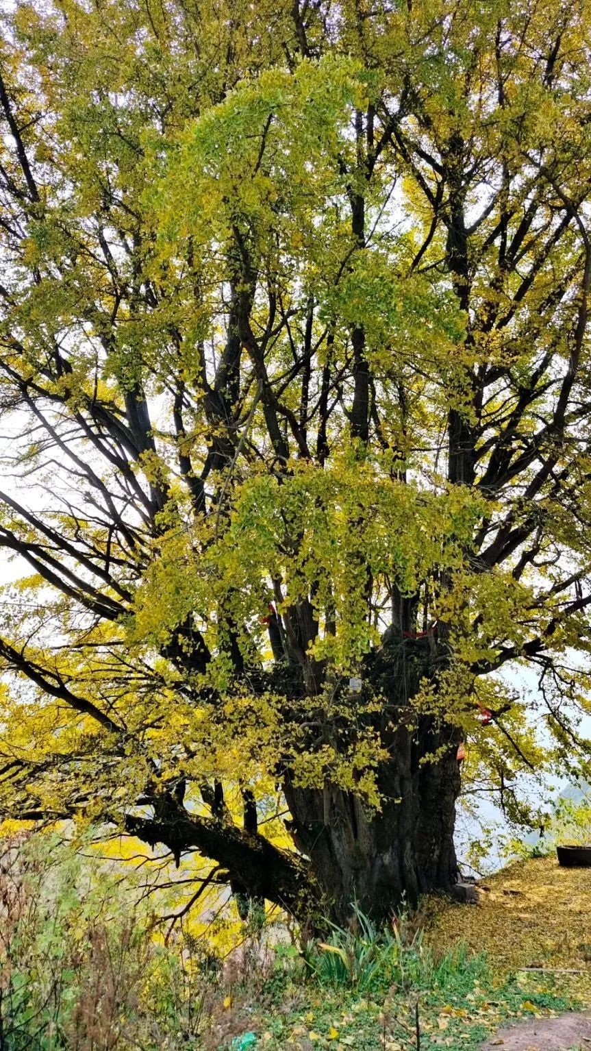四川这些古银杏,美了上千年_腾讯新闻