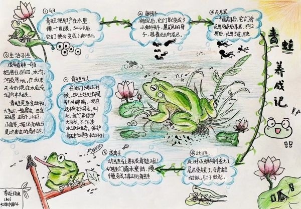 "夏天的荷塘边,总能听到蛙鸣声,我绘制了自然笔记作品——《青蛙养成