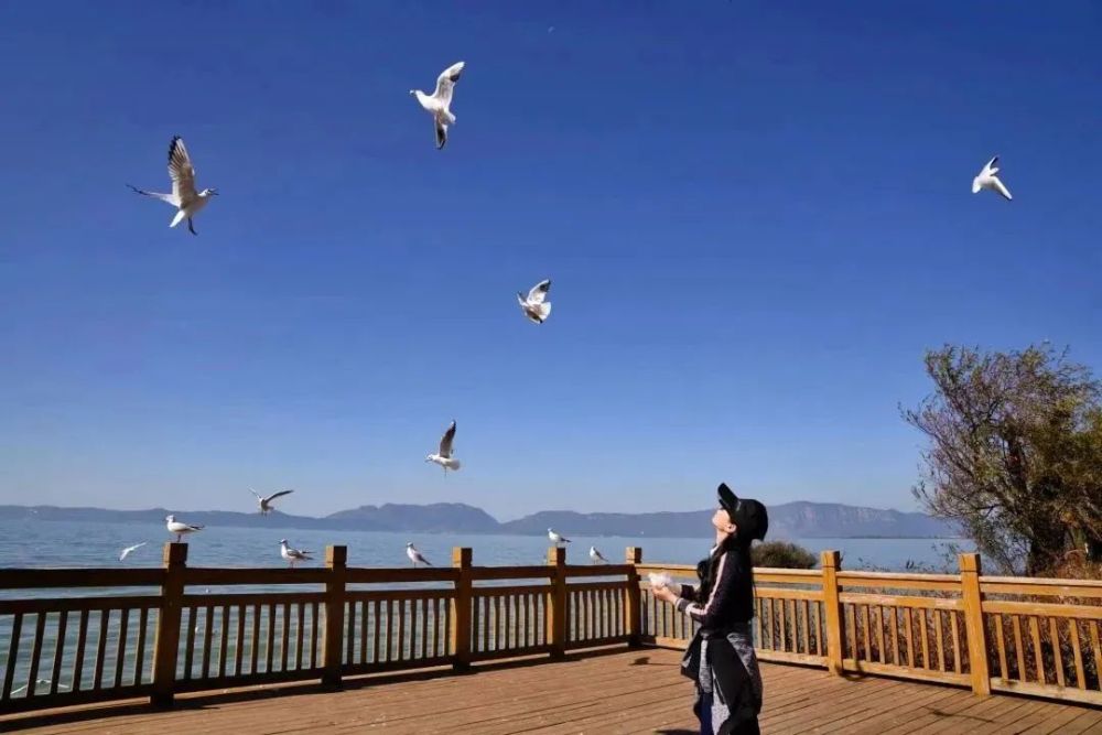 今日大雪|"鸥"遇呈贡冬日_腾讯新闻