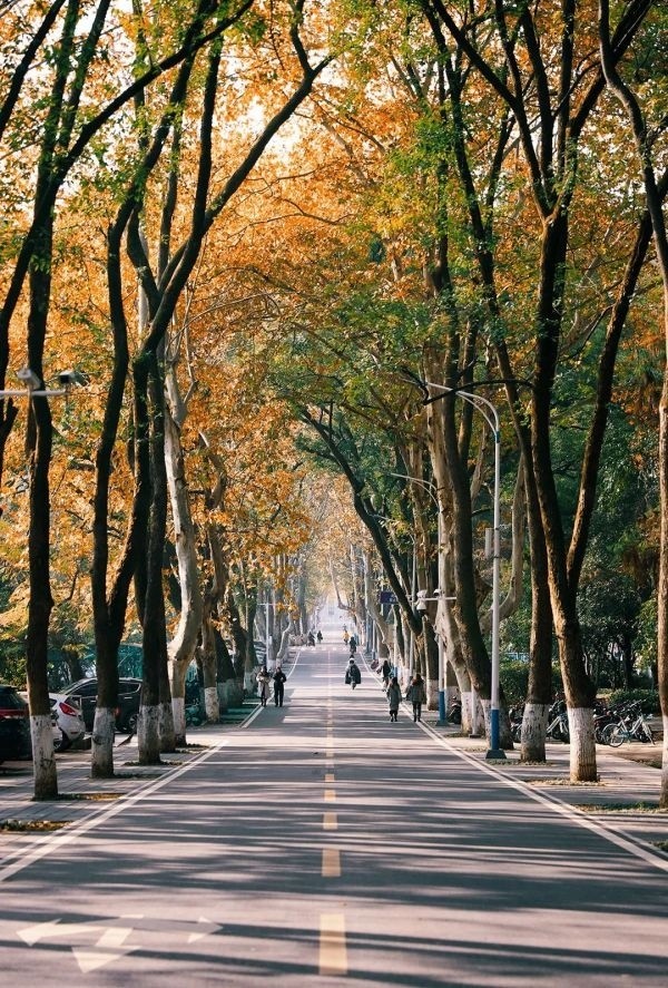 华科大校友用三年时间为母校拍片,记录"森林大学"四季美景