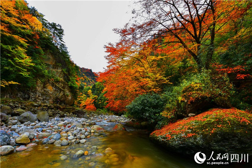 四川广元红叶美醉唐家河