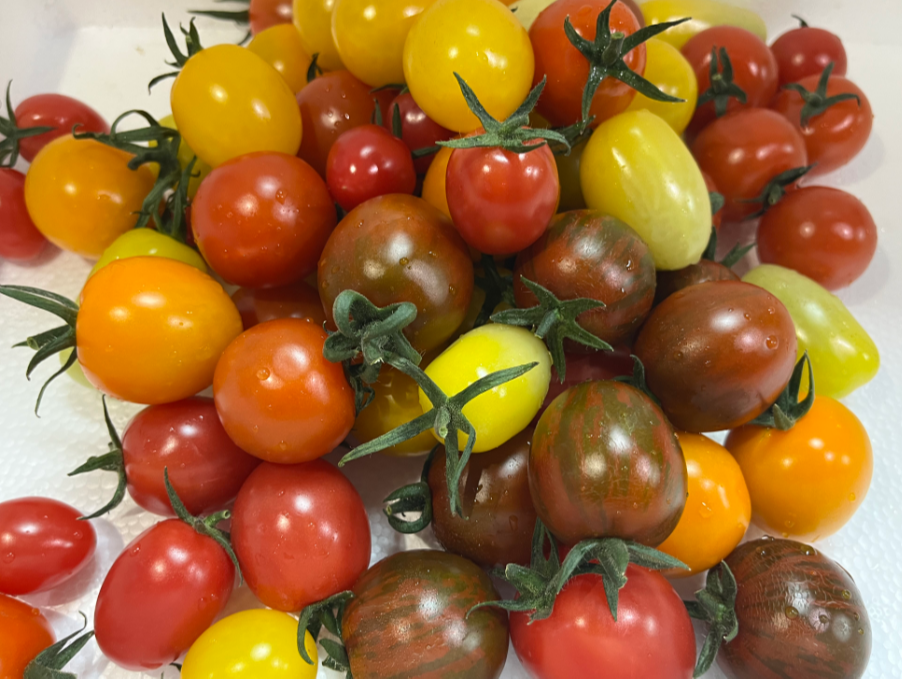 速速带货到田头七彩番茄来了看这颜色就想尝一口速速带货到田头七彩