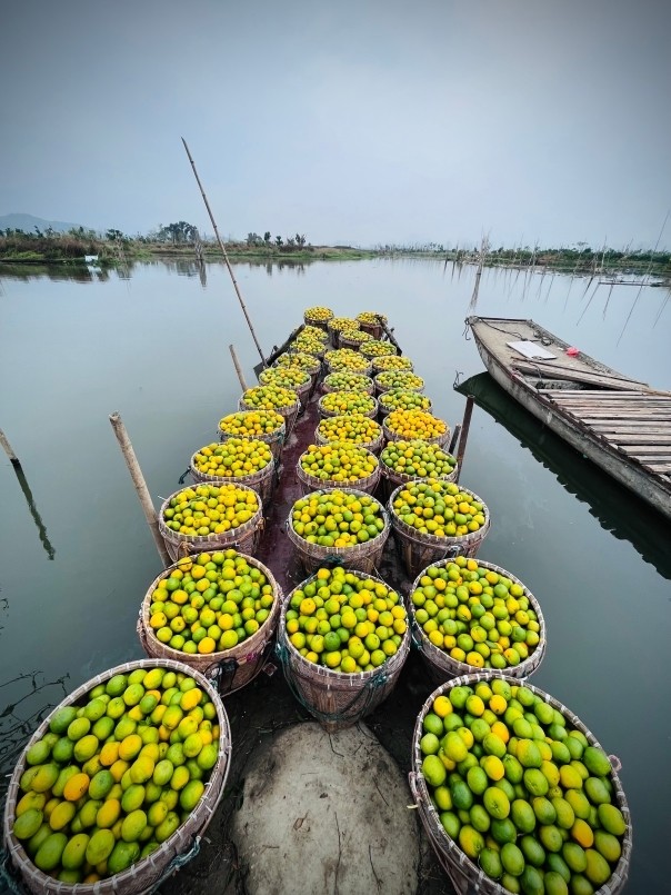 瓯柑,大自然赐予的等待之美