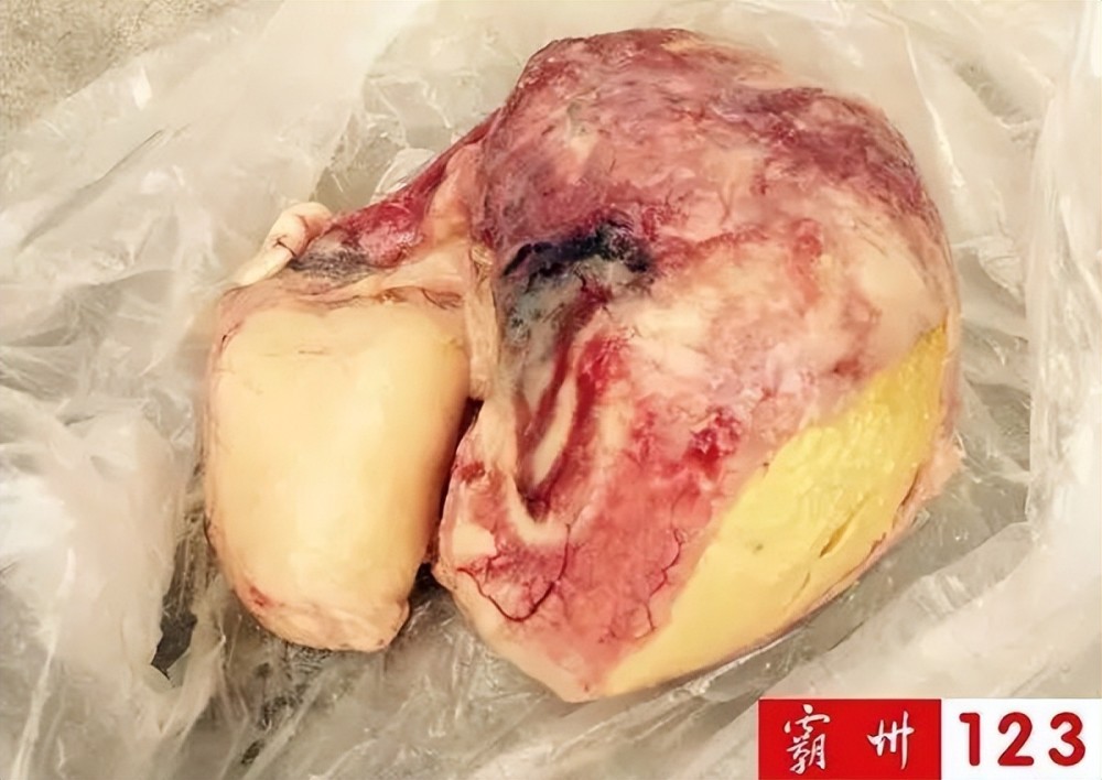 值钱霸州村民宰鸡发现金黄色鸡宝快来看看