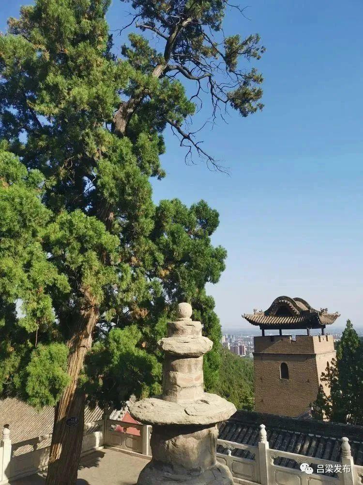 卦山古柏树群 - 树龄:1000年地址:交城县卦山风景区文水县子夏柏