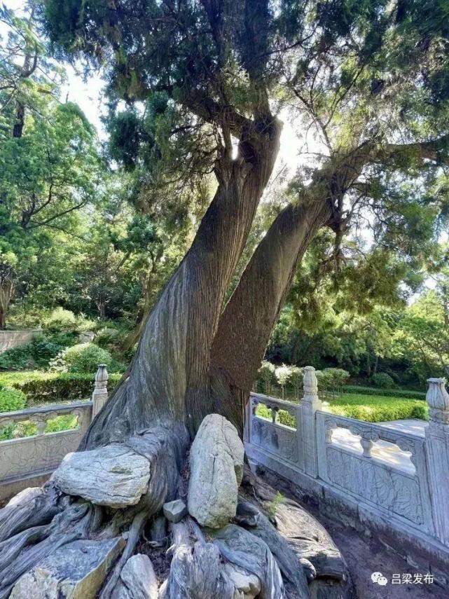 卦山柏树图片