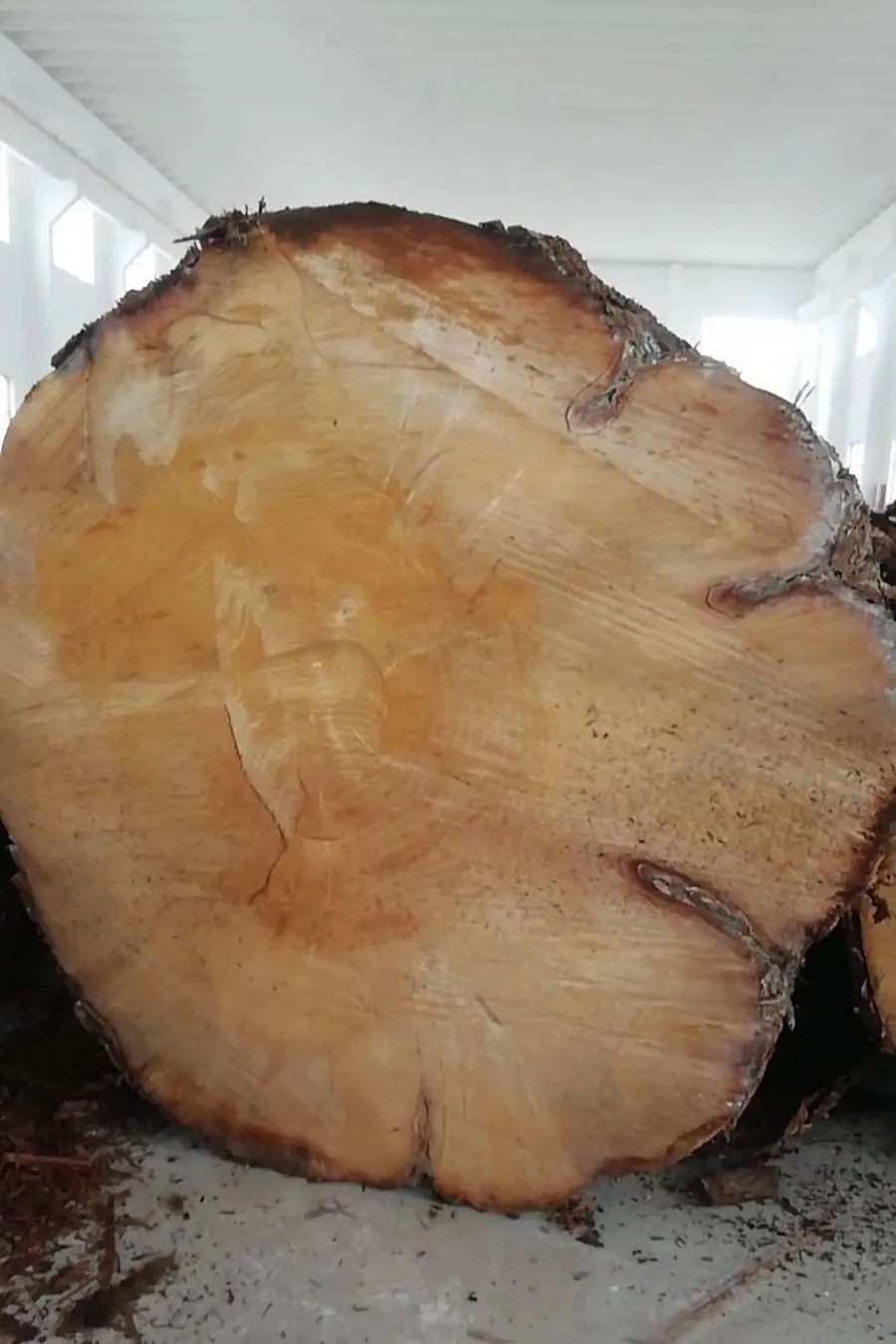 舌尖3大厨爱的银杏砧板!直降100_腾讯新闻