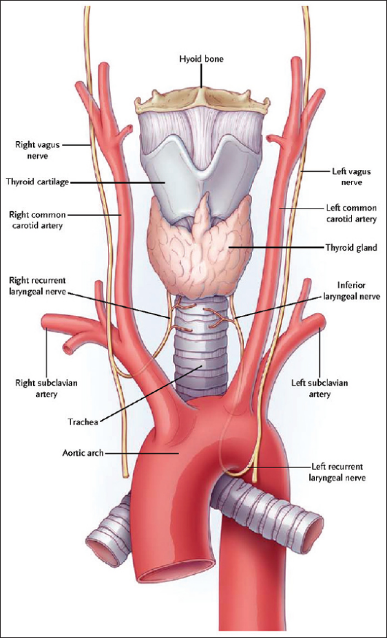 症,常见原因是手术时甲状旁腺(parathyroid gland)被同时切除或误伤