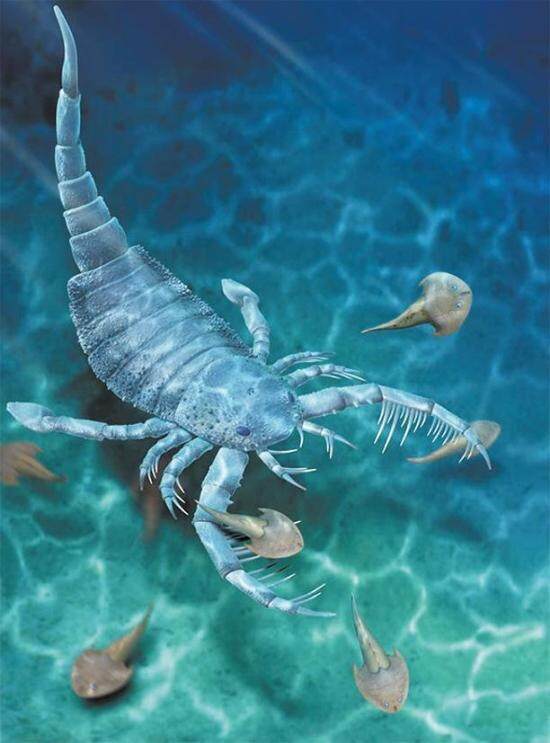 中国首次发现板足鲎长翅鲎科成员