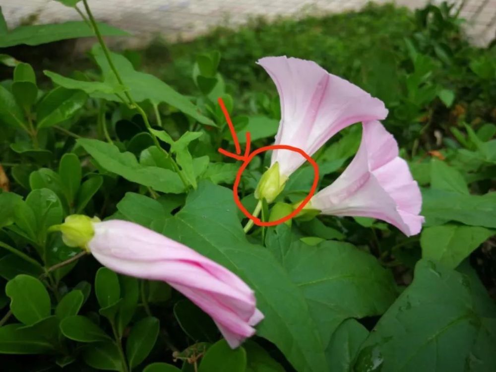 牵牛花的花托,裂成好几个瓣儿,而且是朝外伸展,而打碗花基本就是两