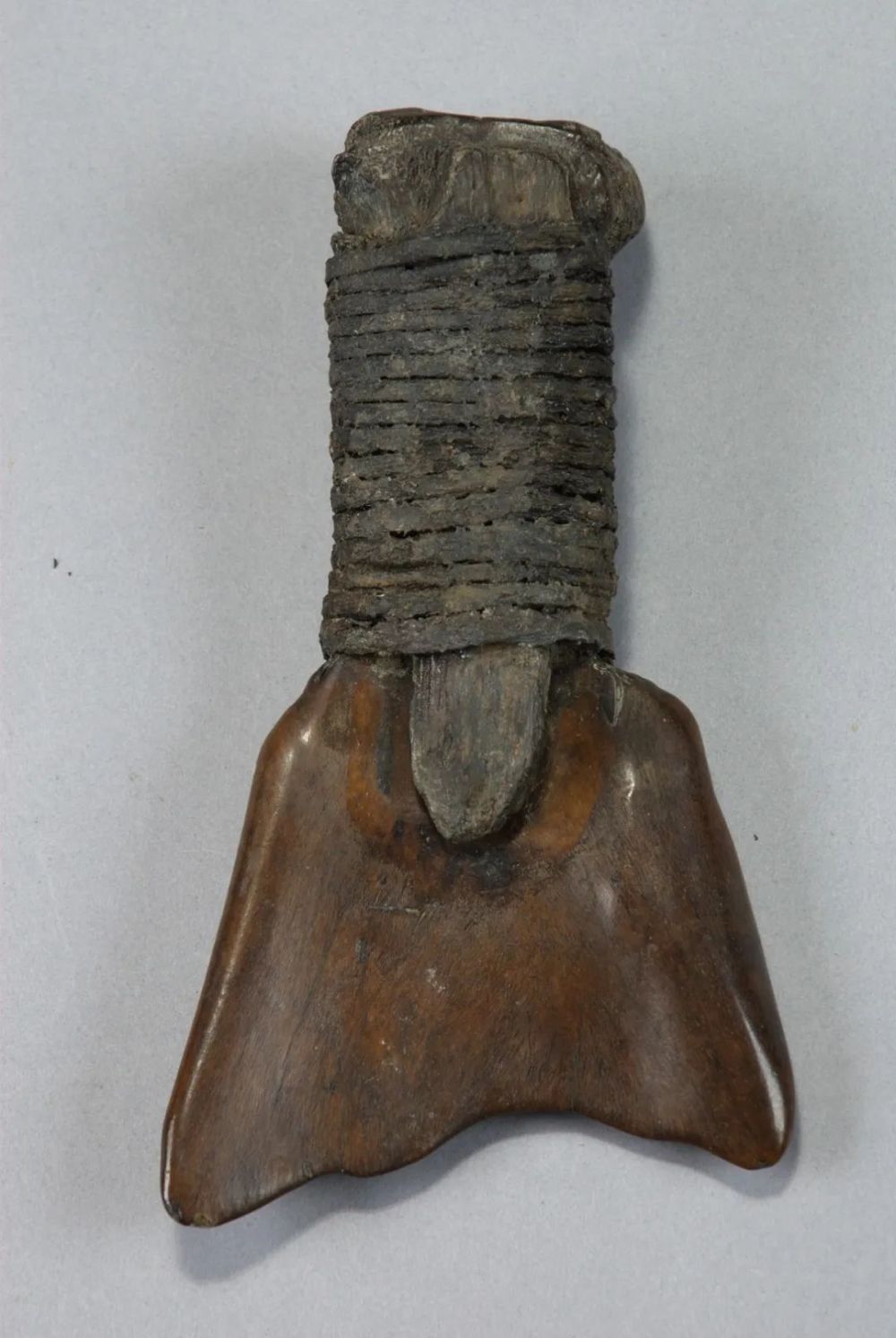 藤条,藤条下残存着一块木棒的骨耜,把古籍记载中关于"耒耜"的古老形象