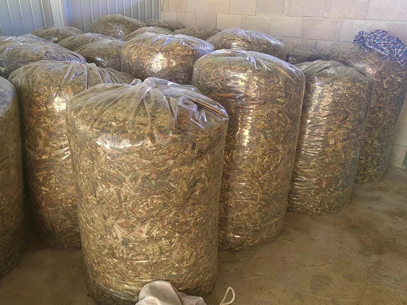 产量超1000吨 云南宁洱首批巨菌草进入刈割期_腾讯新闻