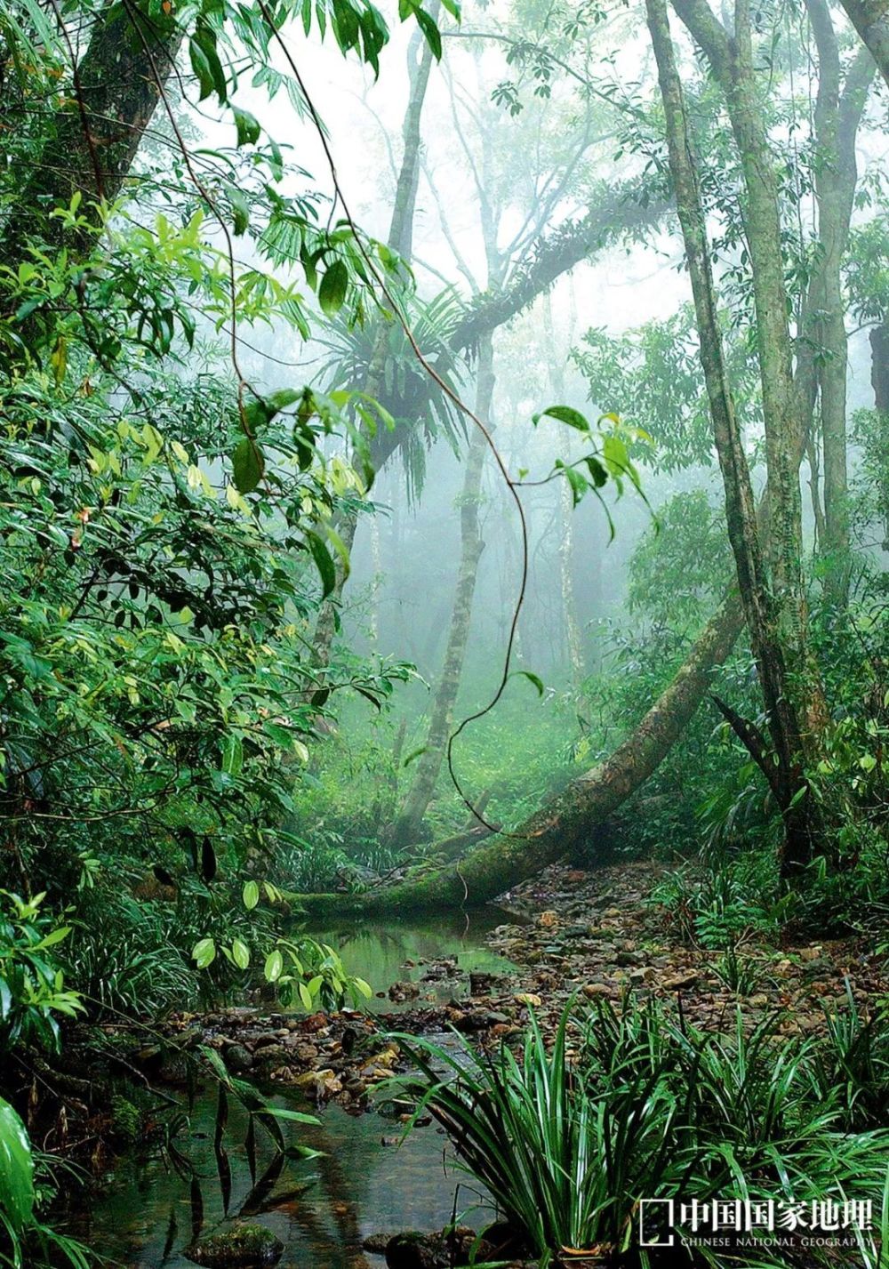 热带雨林壁纸竖屏图片