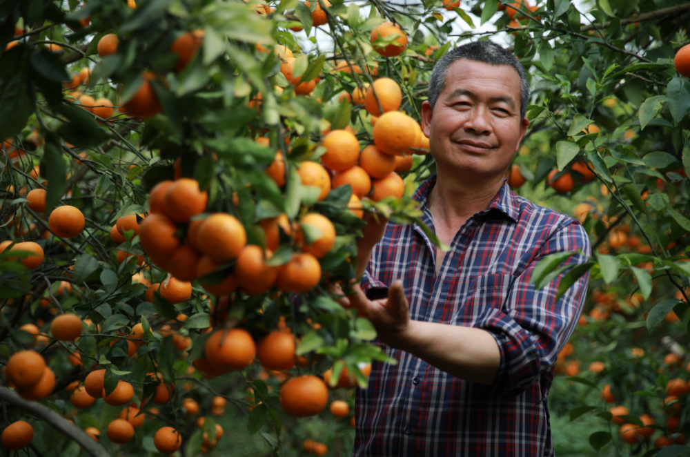 【出彩新职业】黄建旭:"70后"农业经理人 求学问技无私兴农