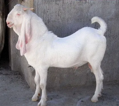 【每周一"典"】网购"大马士革山羊"十天死亡,谁担责?_腾讯新闻